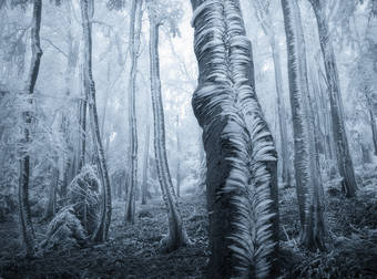 During The Cold Winter, This Magical Frost Covered Majestic Trees In A Forest