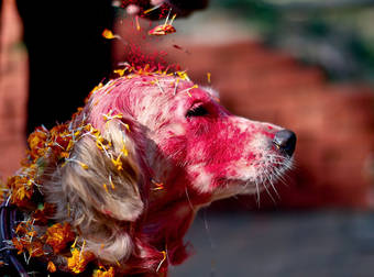 This Nepalese Hindu Festival Is The Ultimate Dog Lovers Celebration.