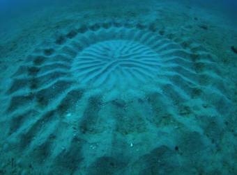 Pufferfish Know What The Ladies Love: Fine Sediment In Geometric Forms