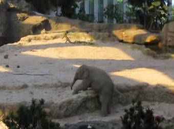 This Adorable Baby Elephant Will Stumble Into Your Heart. I’m In Love With It!