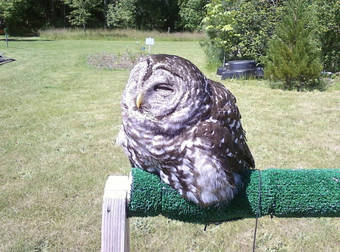 Watch What Happens When An Owl Gets A Little Too Much Sun In One Day, Aww