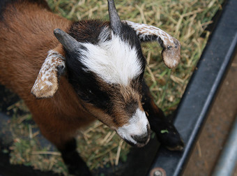 Find Out What Makes These Goats The Best (And Funniest) Breed Of Goat Out There