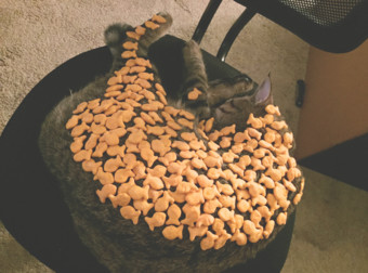When You See What These 32 Hilarious Cat Owners Did, You’ll LOL So Hard