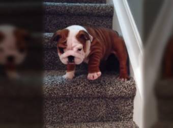 Adorable English Bulldog Puppy Conquers The Stairs By Taking A Leap Of Faith