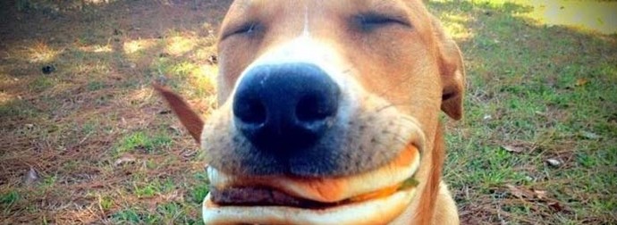 It’s Impossible To Be Sad Once You See These 26 Adorably Happy Animals