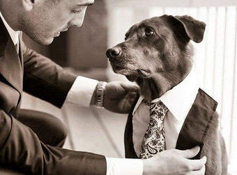 If You Didn’t Like Weddings Before, These 36 Pets Are About To Change Your Mind