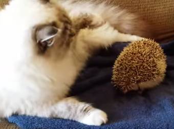 Watch This Cat Learn The Hard Way That Hedgehogs Don’t Make Comfy Seats