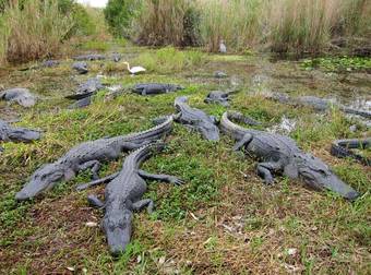 This Is What Happens When A Burmese Python Meets An Alligator In The Everglades