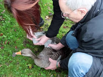 An Injured Goose With A Shattered Wing Gets Another Chance To Fly Again