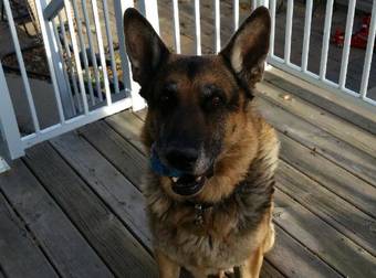 This German Shepherd Was Stolen From His Yard…But What Happened Was Incredible