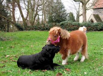 This Tiny Horse May Be Small In Size, But He’s Enormously Cute.