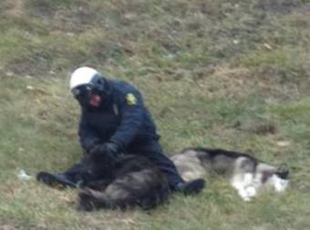 This Police Officer Became A Hero With His Simple Act Of Animal Kindness