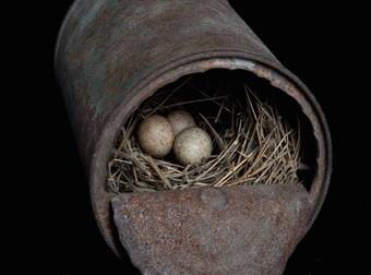 The Amazing And Beautiful Simplicity Of Birds’ Nests From Around The World