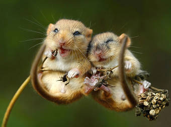 Teeny Tiny Mouse Photography Shows You Just How Small These Critters Can Be.