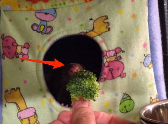 This Adorable Rat Rejects His Broccoli In The Cutest Video Ever