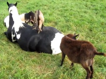 A Horse Tried To Take A Nap, But These Tiny & Hysterical Goats Leapt Into Action