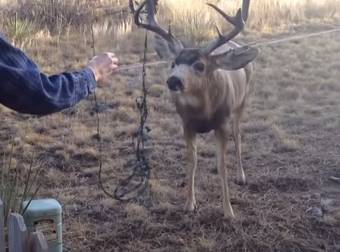 This Man Saw A Deer Tangled In Christmas Lights And Did Something Awesome