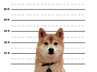 10 Dogs And Cats With A Criminally Cute Past…And Mug Shots