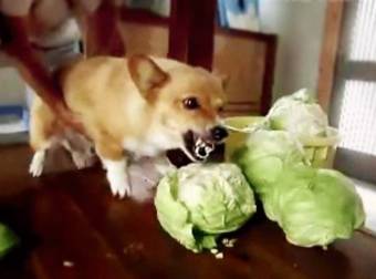 These Animals Have Some Serious Beefs With Inanimate Objects