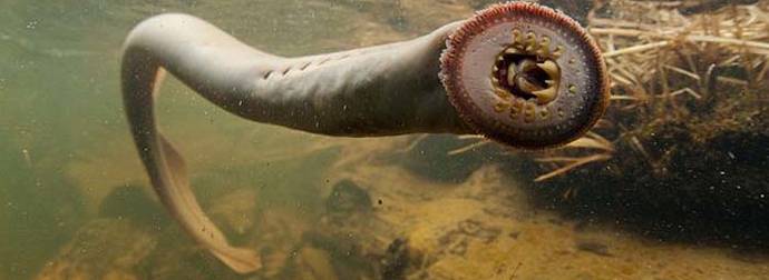 These 12 Animals Are World’s Oldest, And The Most Terrifying. Hello, Nightmares.