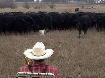 Musical Farmer Plays ‘Jingle Bells’ On His Trombone Til Cows Literally Come Home