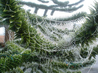 Creepy Christmas, Day 21: Ukrainians Decorate Their Christmas Trees With Spider Webs