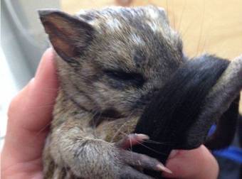 The Cutest, Most Obscure Animals Just Got A Touching Rescue. These Are Quolls.