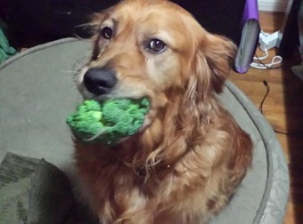 These 20 Pets Wish You’d Stop Buying Kale, They Hate Vegetables More Than You Do