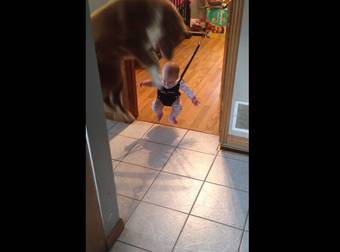 This Helpful Pup Is Trying To Teach Her Baby How To Use Her Bouncy Swing