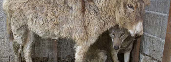 Villagers Threw This Donkey Into A Pen With A Wolf. Something Amazing Happened.