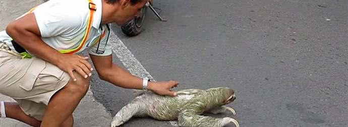 Kind Man Gives A Sloth In Need A Helping Hand To Cross The Road