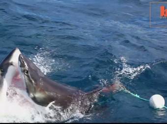 The Ocean May Be Beautiful, But Fighting Sharks? No Thanks. I’m Outta Here.