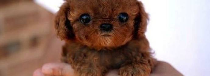 Meet 35 Of The Teeny Tiniest And Cutest Dogs You’ve Ever Seen