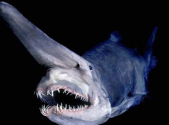 Meet Some Of The Bizarre Fish Living In The Deepest Part Of The Ocean