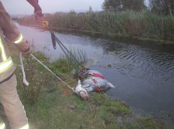 This Horse Was Moments From Death, But An Amazing Rescue Saved It Just In Time.