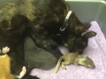 He Gave This Cat A Baby Squirrel…What Happened Next Is Simply Ridiculous