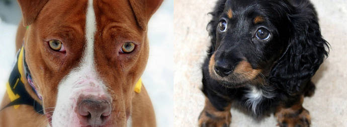 You Need To See What Happens When A Pit Bull And Dachshund Have A Puppy, OMG