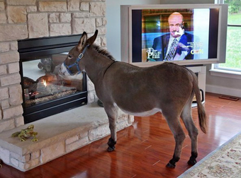 This Family Lets Their Donkey Live Inside The House. And It’s So Adorable.