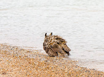 This Just In: Owls Are Little Olympic Swimmers And This Video Proves It