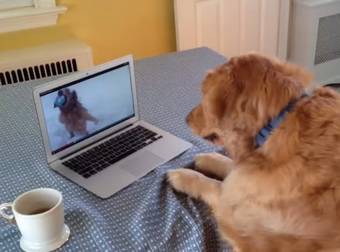 This Adorable Dog’s YouTube Video Addiction Is A Bit Too Close To Home