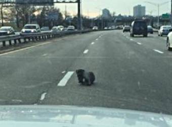 This Adorable Pup Was Rescued From The Middle Of The Expressway By The Police