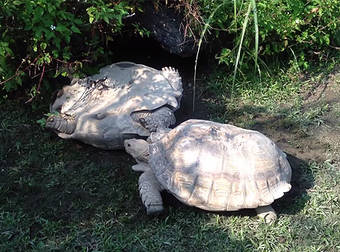 Good Samaritan Tortoise Helps A Friend In Need Roll Back Onto His Feet