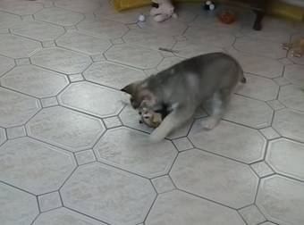 A Husky Puppy Playing With A Tiny Ferret Is The Best Thing You’ll See All Week