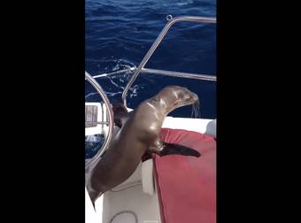 This Tired Baby Seal Needed A Rest, Where He Took A Break Is Incredible