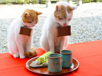 Book Your Next Trip To Japan With The Cutest Tour Guides Ever.