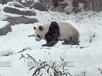 After The Year’s First Snow, An Adorable Panda Rolls Around In The Wonderland