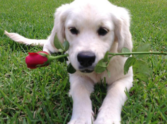 These 23 Canine Cupids Are The Best Valentine’s Day Gift You Could EVER Receive