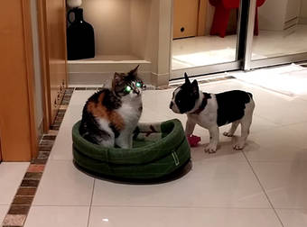 Clever French Bulldog Puppy Gets His Revenge On The Family Cat