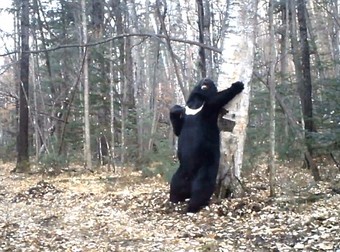 Watch What Happens When This Bear Thinks No One Is Watching Him In The Woods