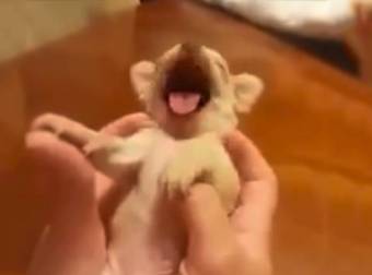 This Teeny Tiny Ticklish Puppy Is Bound To Cure Your Winter Blues